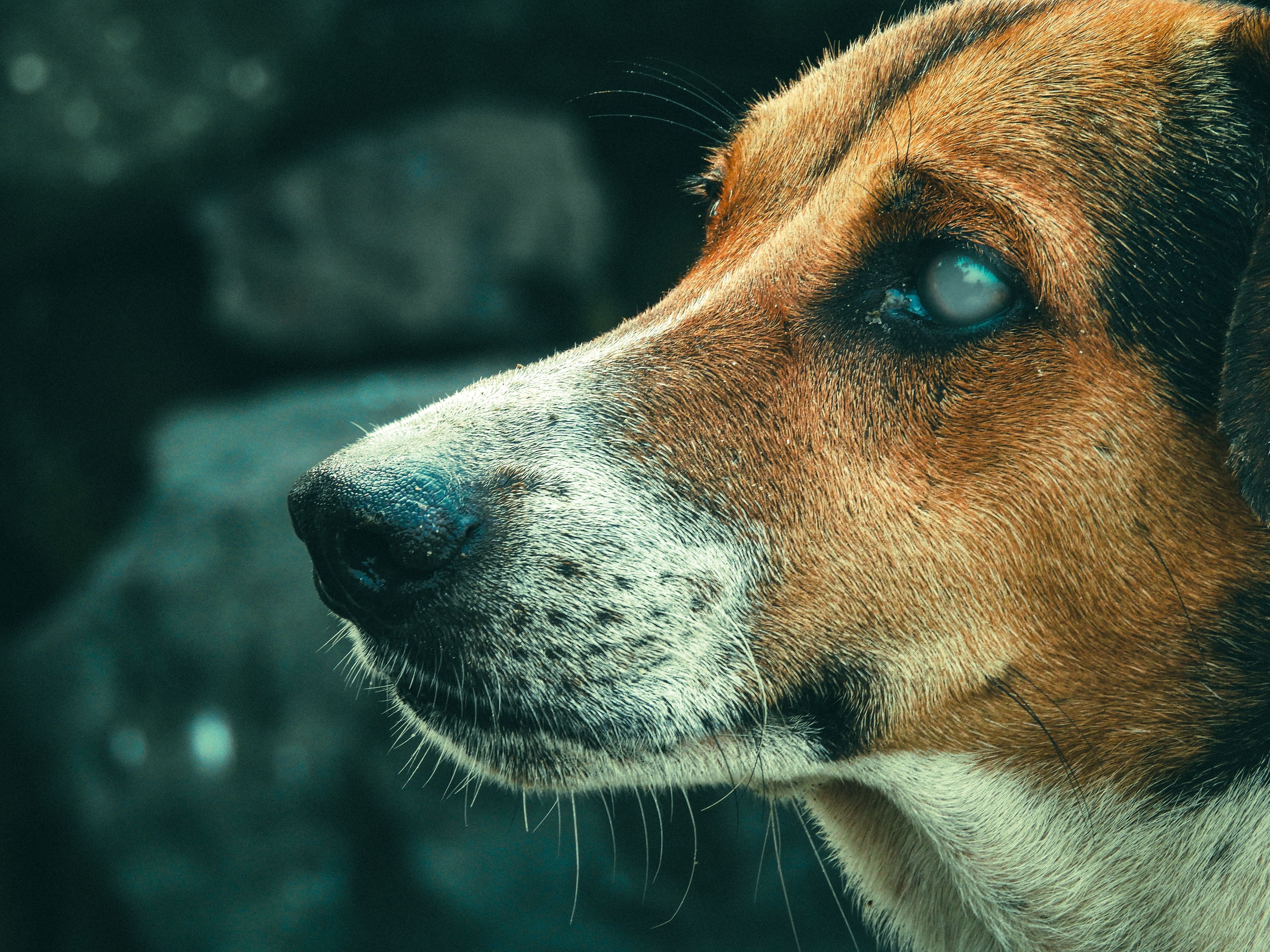 Cloudy Eye Conundrum: Dry Eye in Senior Pets