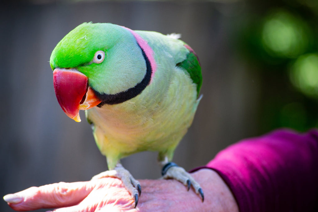 Different Types of Birds: Everything You Need to Know Before Adopting