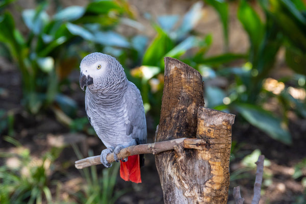 African Grey Bird