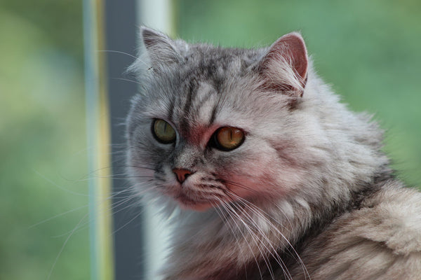 What You Need to Know About the Persian Cat Personality