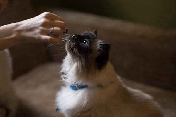 Vet-Recommended Cat Food