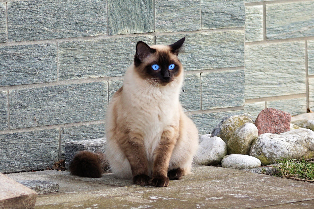 The Official Guide To Adopting Siamese Kittens