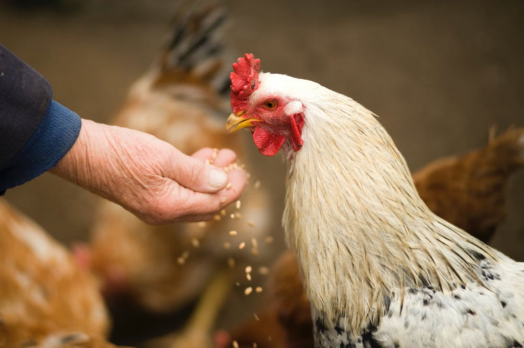 Having a Pet Chicken: Why They Make Good Pets