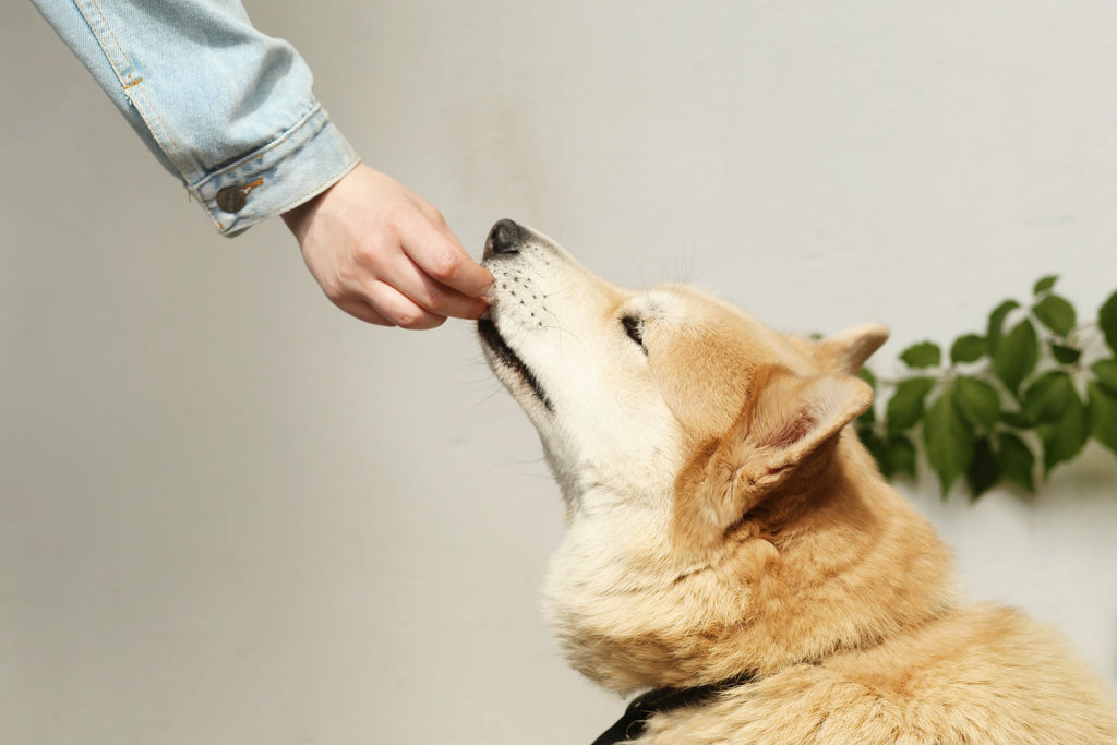 Vet-Recommended Dog Food: Feeding Your Dog the Best Food