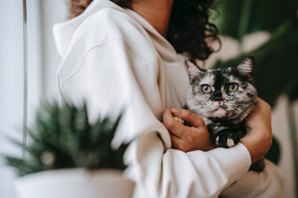 Most Affectionate Cat Breeds