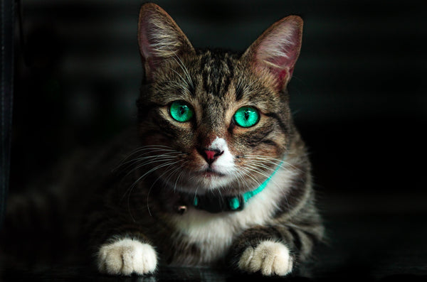 How Do Cats Land On Their Feet: The Reflex Is Absolutely Amazing