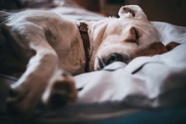Is My Dog Sick? Here are Three Warning Signs