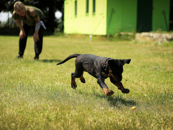Do not try to teach the dog what it will learn on its own or what it will never learn