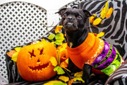 Chocolate Toxicity in Pets: A Halloween Safety Guide for Pet Owners