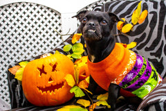 Chocolate Toxicity in Pets: A Halloween Safety Guide for Pet Owners