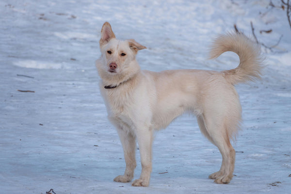 Fatty Lumps and Dogs: The Skinny on Benign, Malignant, and Mixed Fatty Growths