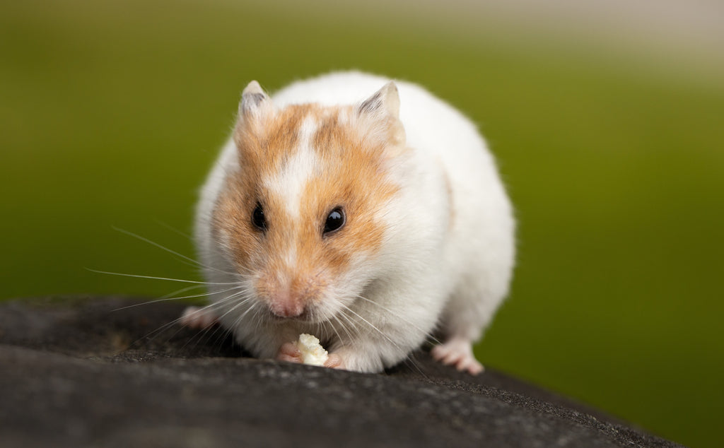 The Hamster's Lifespan - 7 Things Affecting It