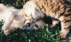 Helping Your Overweight Pets: A Complete Guide for Pet Parents