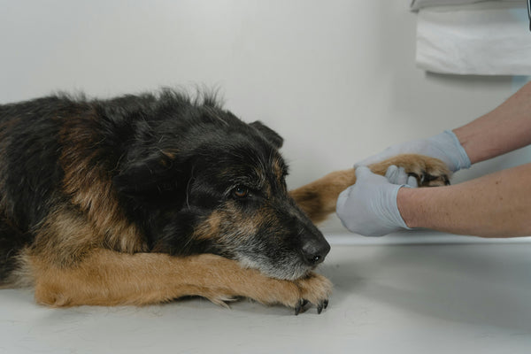 Lipomas and Pain in Dogs: A Guide for Pet Parents
