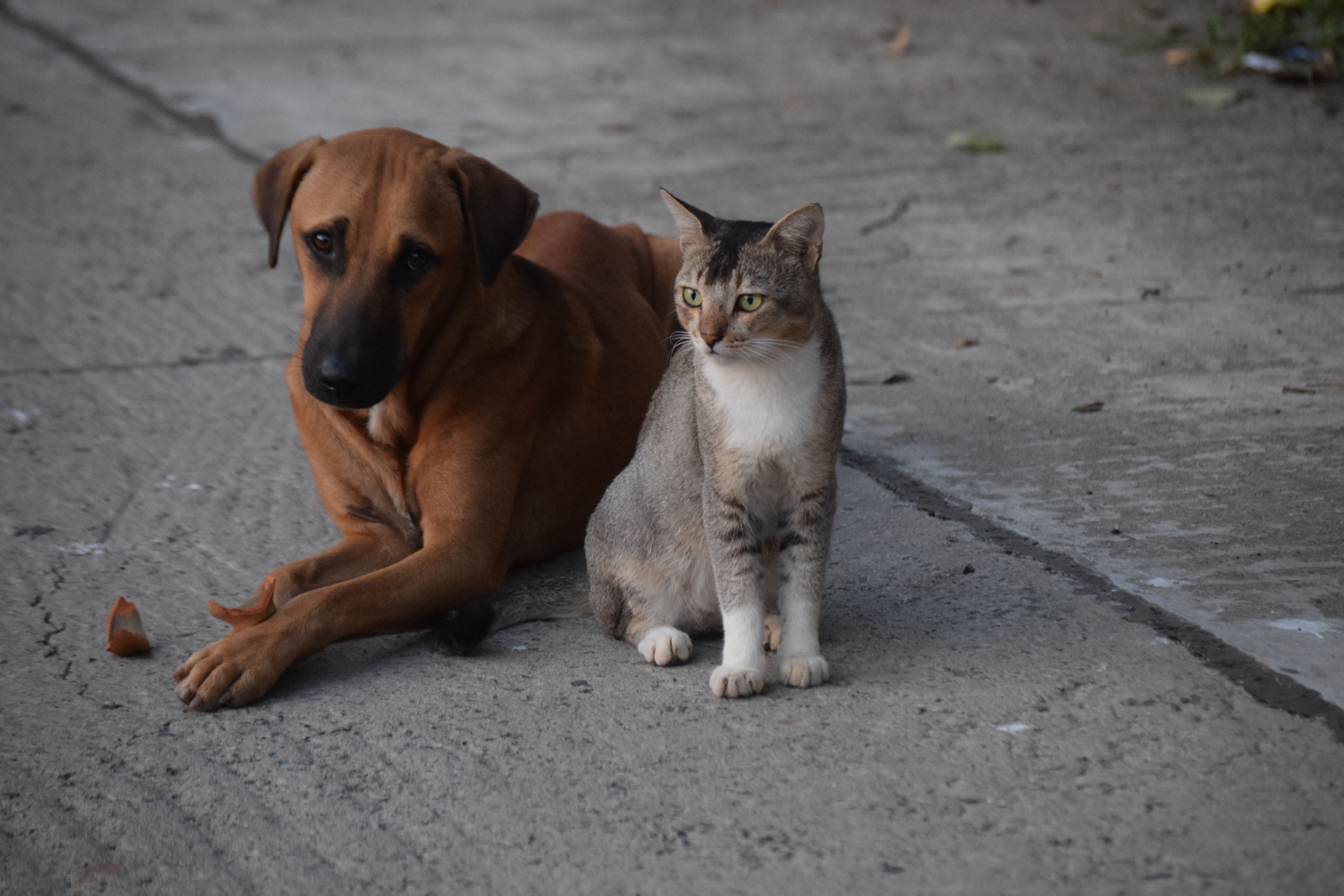 Diabetes in Dogs and Cats