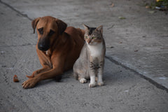Diabetes in Dogs and Cats