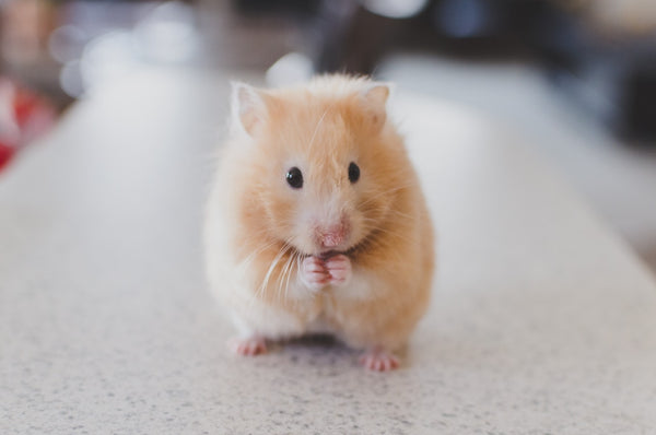 Hamster Life Expectancy