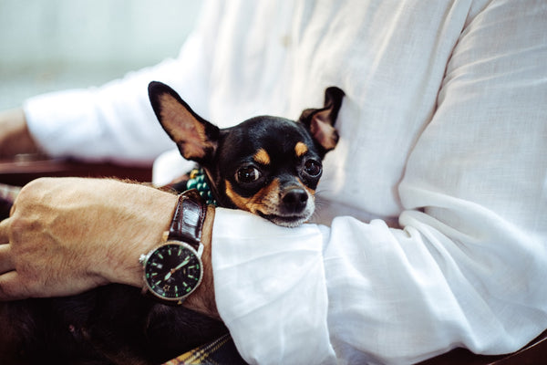 Chihuahua Life Expectancy