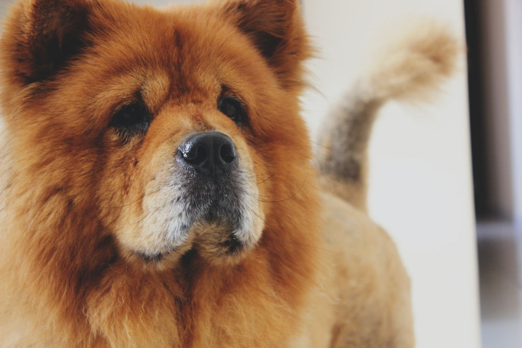 Here Are the Top 4 Ancient Dog Breeds