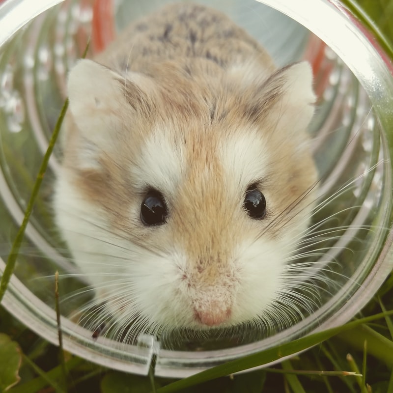 Fat-tailed Gerbil