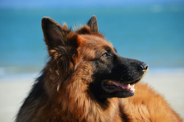 Here Are The 5 Best Guard Dog Breeds