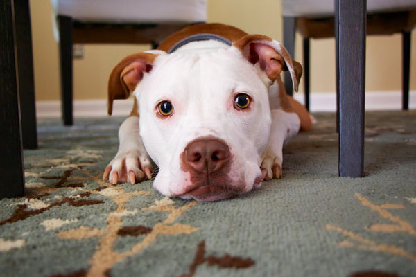 Best Dog Food for Pitbulls