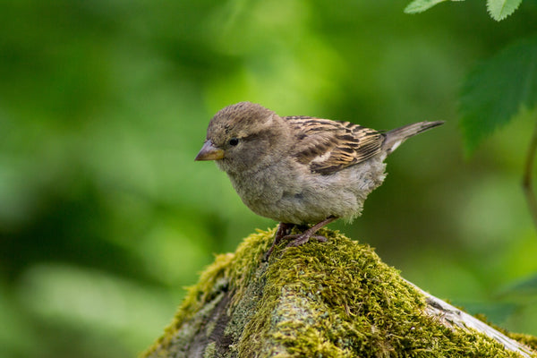 How to Feed a Baby Bird: Everything You Need to Know