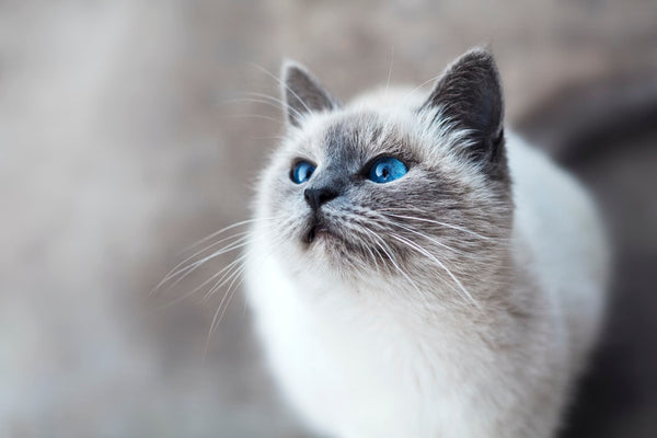 Everything You Need to Know About Cat Losing Weight