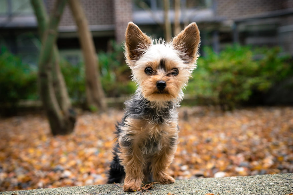 Here Are the 5 Best Small Family Dogs