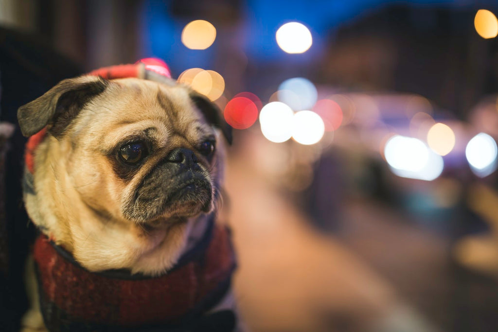Best Tips to Increase the Pug Lifespan