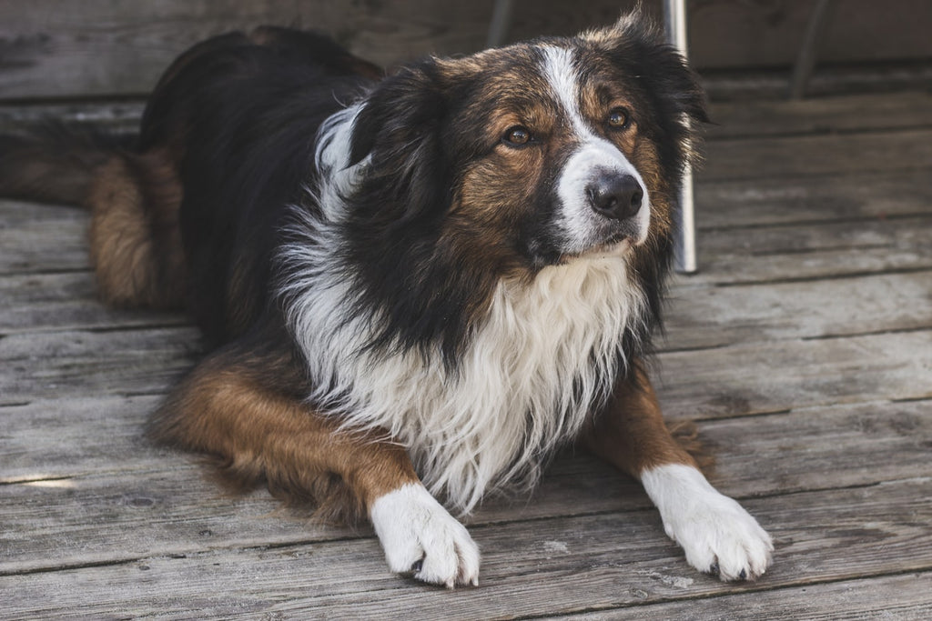 Do Border Collies Shed: Everything You Need to Know About Herding Dog Care Needs