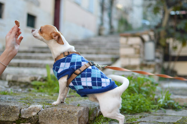 What Is The Best Dog Food For A Chihuahua?
