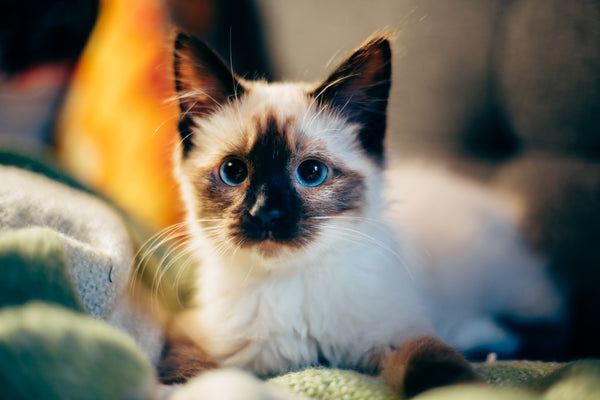 Types of Cat Breeds: The Most Common and Most Rare Breeds