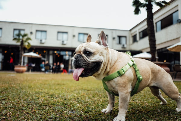 Small Dog Harness: What You Need to Know to Keep Your Pup Safe