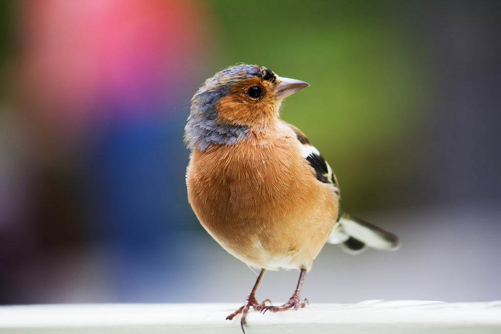 Here Are the Most Common Birds for Families