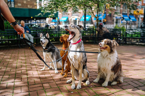 You Have to See These 5 Exotic Dog Breeds