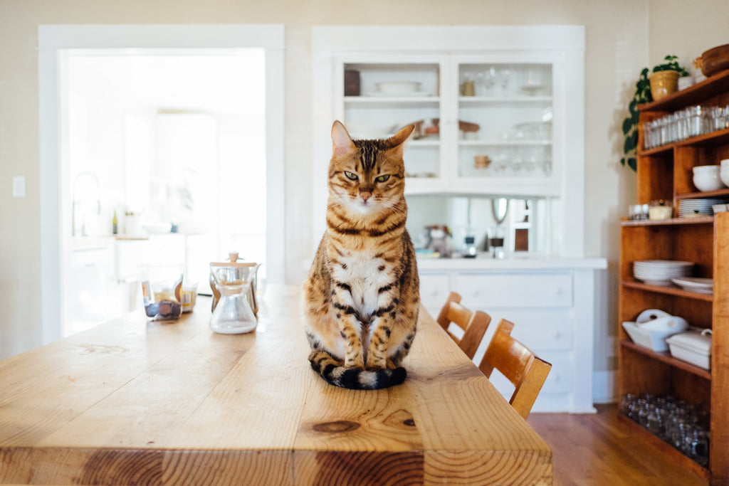 What Is the Truth behind Pet Insurance for Cats