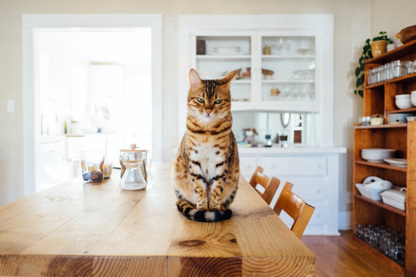 What Is The Best Cat Food For Weight Loss?
