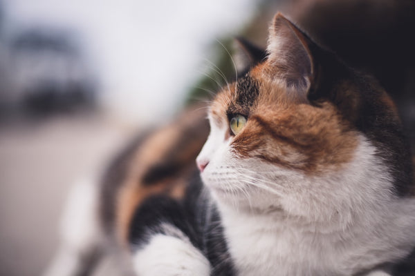 What is a Calico Cat's Personality?