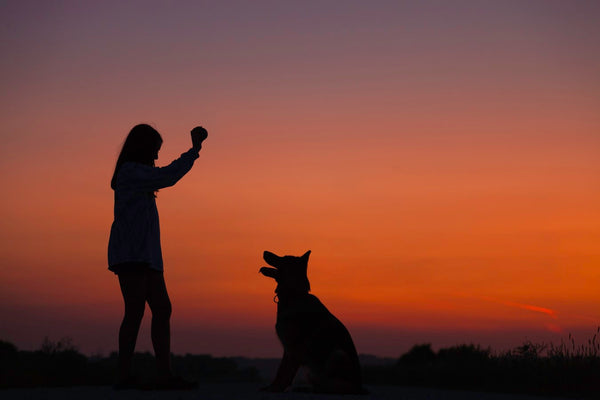 How To Become A Dog Trainer: Your Complete Guide