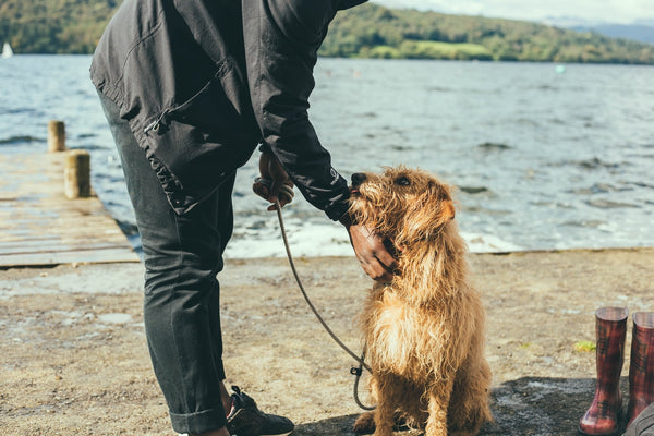 When Is the Right Time to Consider Companion Animal Care?