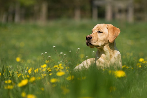 The Best Dog Food for Active Dogs