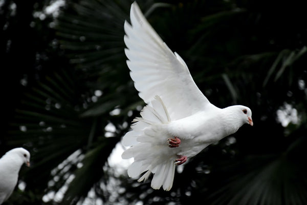 Types of Doves: Everything you Need to Know