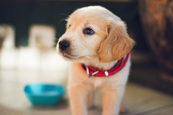 Best Natural Dog Food