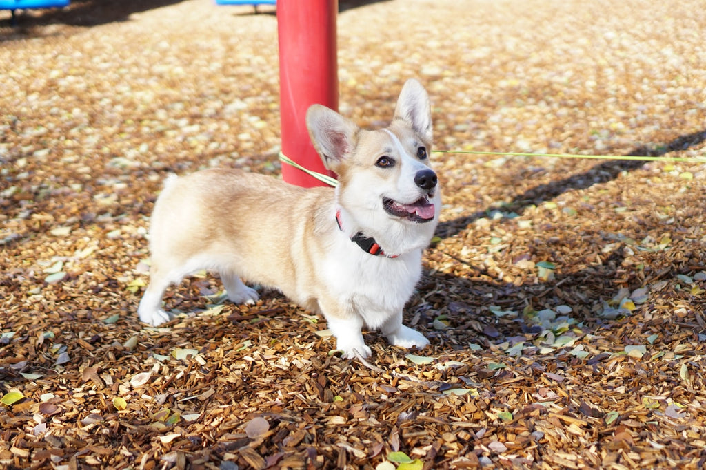 Here Are the Best Corgi Breeds