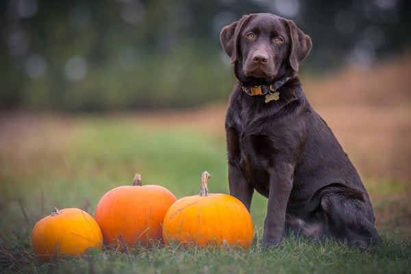 Here Are The 8 Best Vegan Dog Foods