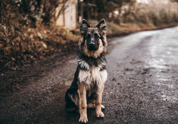 What Are the Easiest Dogs to Train?