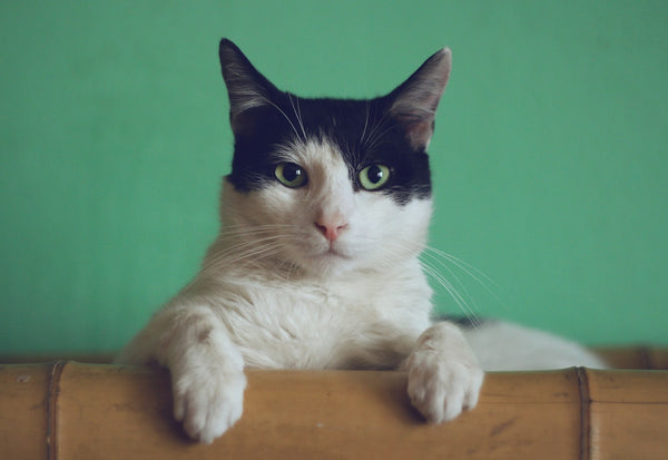 Black and White Cat Names
