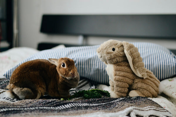 Best Rabbit Food: What You Should Be Feeding Your Rabbit