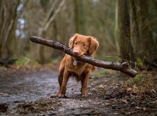 Do Large or Smaller Breeds Live Longer?